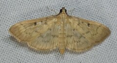 Herpetogramma fluctuosalis
