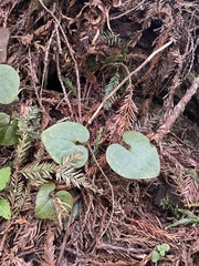 Asarum