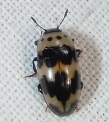 Ischyrus quadripunctatus