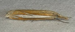 Crambus satrapellus