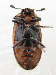 Ischyrus quadripunctatus