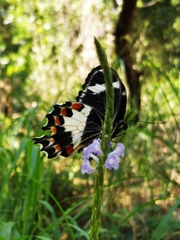 Papilio amynthor