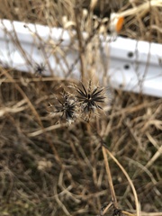 Angiospermae
