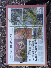 Hedeoma oblongifolia