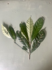 Pleioluma brownlessiana