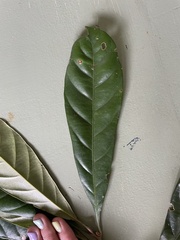 Pleioluma brownlessiana