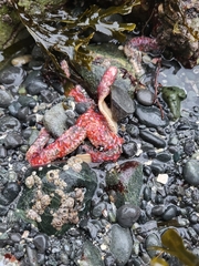 Orthasterias koehleri