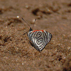 Diaethria eluina