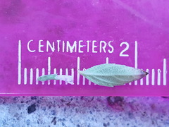 Hedeoma oblongifolia