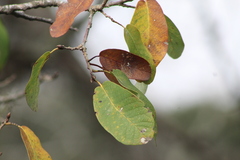 Quercus polymorpha
