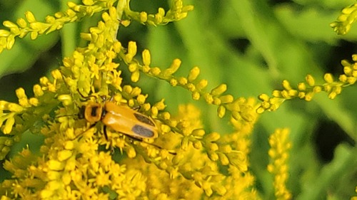 Goldenrod soldier beetle