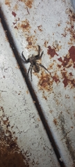 Mexigonus minutus