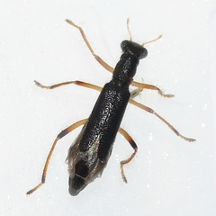 Isohydnocera tabida