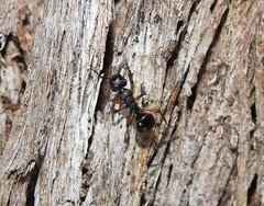 Polyrhachis femorata