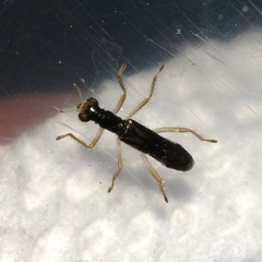 Isohydnocera