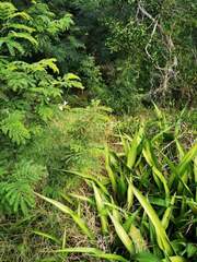 Belenois java peristhene