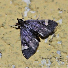 Deuterophysa