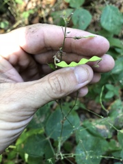 Desmodium viridiflorum
