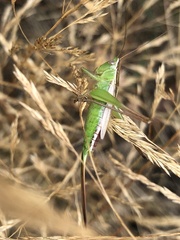 Conocephalomima barameda