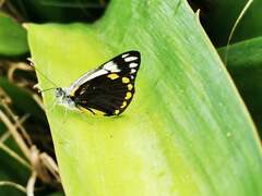 Belenois java peristhene