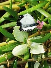 Belenois java peristhene