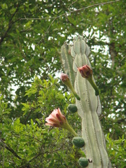 Cereus hildmannianus