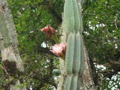 Cereus hildmannianus