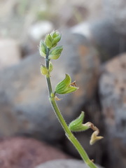 Salvia subincisa