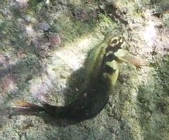 Ophioblennius atlanticus