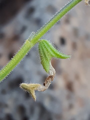 Salvia subincisa