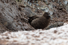 Stercorarius antarcticus