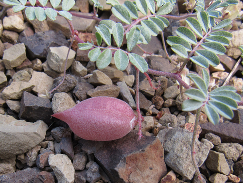 Challis Milkvetch (Astragalus amblytropis)