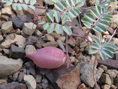 Astragalus chamaeleuce