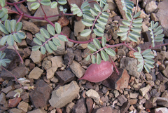 Astragalus chamaeleuce