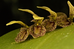 Acianthera