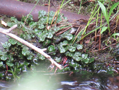 Marchantia polymorpha