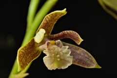 Prosthechea livida