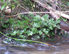 Marchantia polymorpha