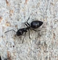 Technomyrmex albipes