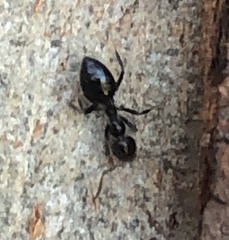 Technomyrmex albipes
