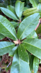 Rhododendron macrophyllum