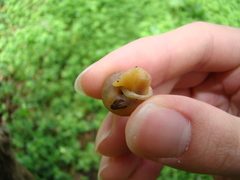 Bradybaena similaris