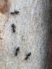 Technomyrmex albipes