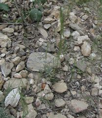 Boechera retrofracta