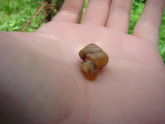 Bradybaena similaris