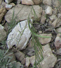 Boechera retrofracta