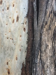 Technomyrmex albipes