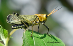 Taeniopoda picticornis