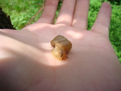 Bradybaena similaris