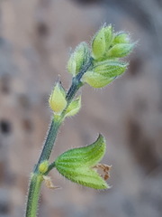 Salvia subincisa